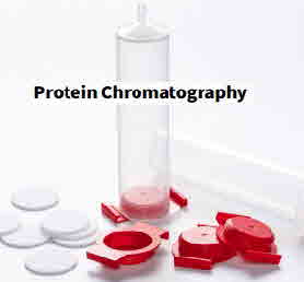 BC SPE Protein Chem